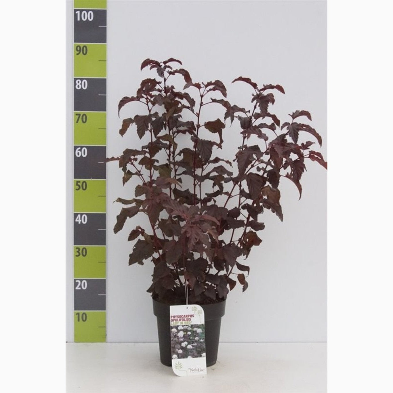Smällspirea – Physocarpus opulifolius 'Lady in Red'® - C4,6 50-60 CM